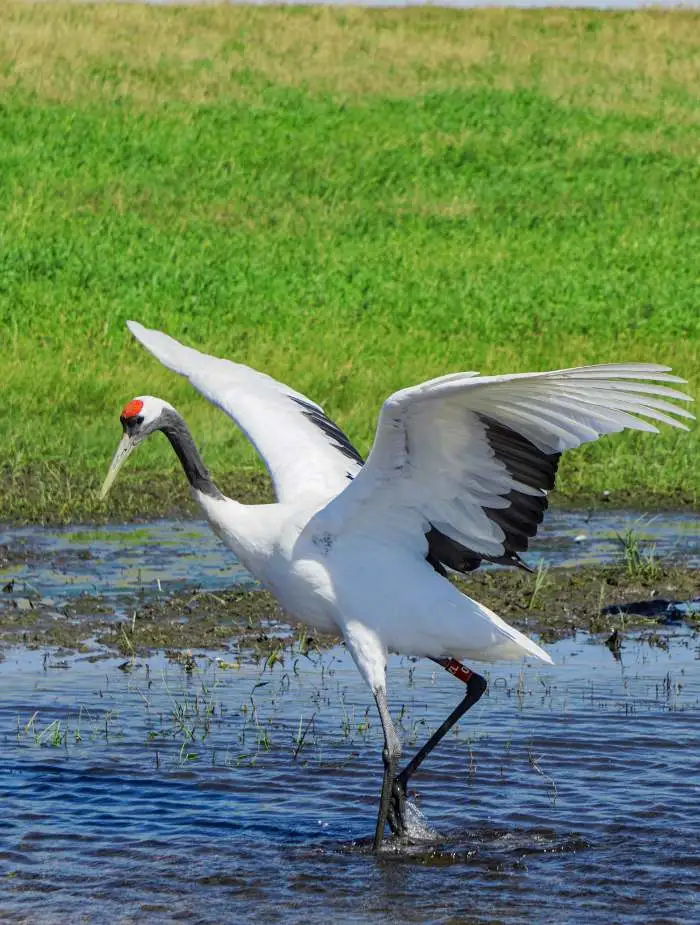 Wetland